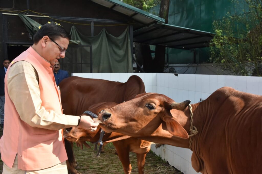 Igas CM Dhami: इगास पर सीएम ने की गाय की पूजा